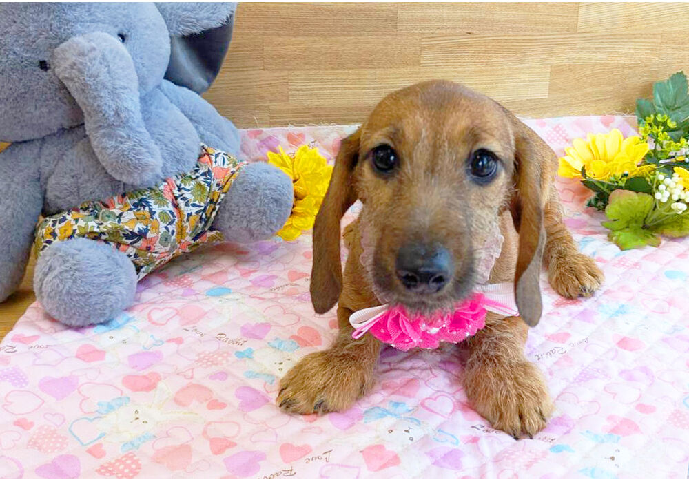 ワイヤーダックス　子犬