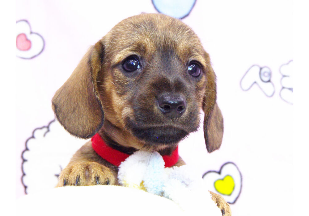 ワイヤーダックス　子犬