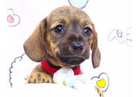 ワイヤーダックス　子犬