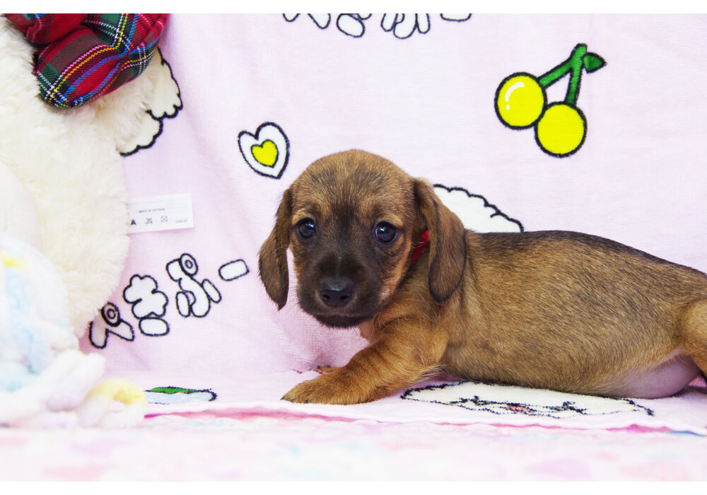 ワイヤーダックス　子犬