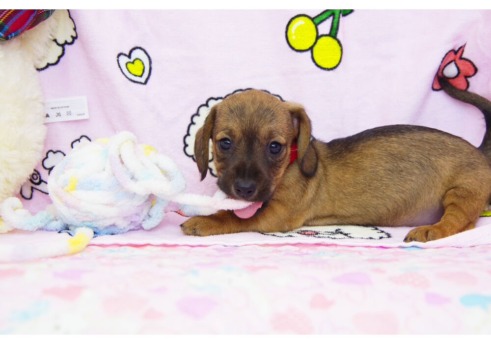 ワイヤーダックス　子犬