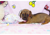 ワイヤーダックス　子犬