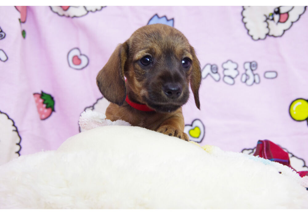 ワイヤーダックス　子犬