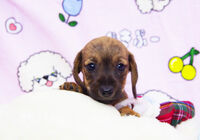 ワイヤーダックス　子犬