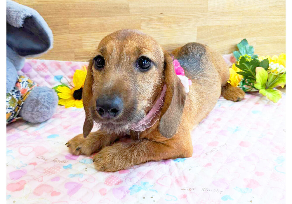 ミニチュアダックスダックス　子犬