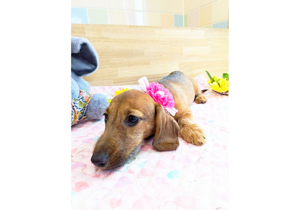 ミニチュアダックスダックス　子犬