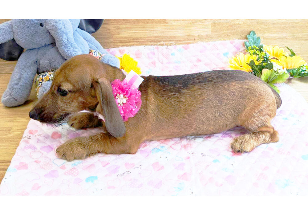 ミニチュアダックスダックス　子犬