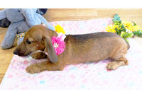 ミニチュアダックスダックス　子犬