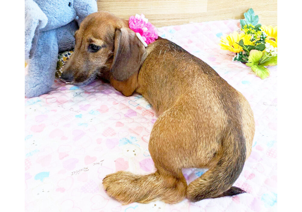 ミニチュアダックスダックス　子犬
