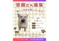 ベージュ　ブラウン　ペット　犬　猫　里親募集　シンプル　Instagramの投稿　縦
