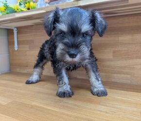 ミニチュアシュナウザー　子犬
