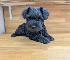 ミニチュアシュナウザー　子犬