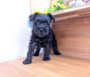 ミニチュアシュナウザー　子犬